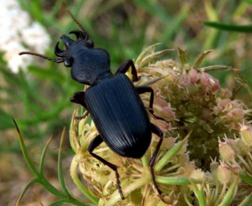 Réf. 211 838 : Ditomus calydonius